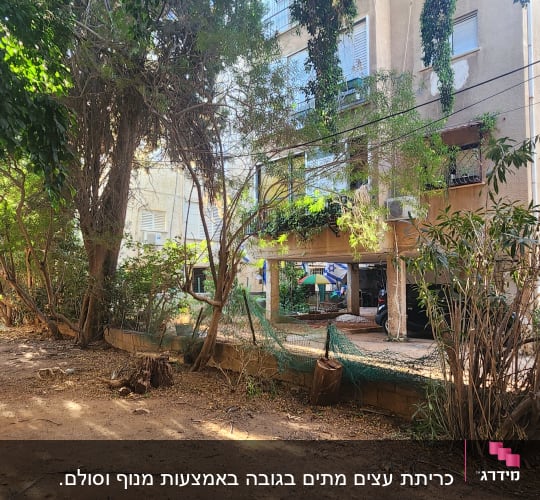 גיזום וכריתת עצים בחצר בניין מגורים